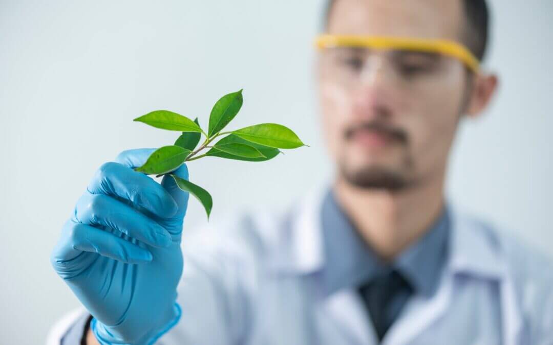 Research Chemicals vs. Herbal Remedies: Choosing the Right Path to Well-being